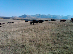 Cabelas forum North American Guide and Outfitter school Phil Phillips ...